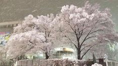 snow falling on trees and buildings in the background