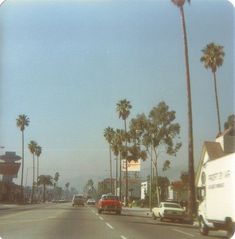 palm trees line the street as cars drive by