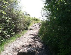 a dog is walking down a path in the woods