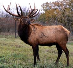 an elk with large antlers standing in the grass