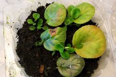 some plants that are growing out of the dirt in a container on a table top