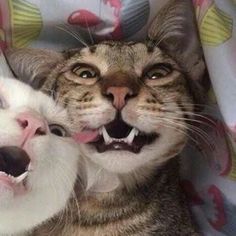 two cats are laying next to each other with their mouths open and one cat has it's mouth open