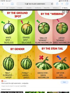 an image of watermelon in different stages of growing and how to use it