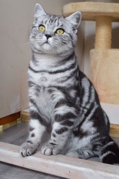 a gray and white cat sitting on top of a wooden floor