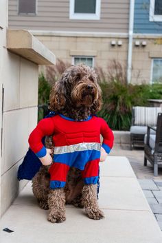 a dog wearing a red, blue and silver costume sitting on the side of a building