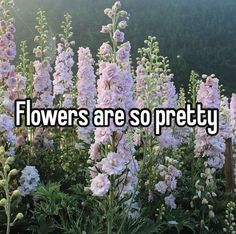 Flower Board, Pretty Plants, Whisper Quotes, Flowers Nature, Just Girly Things, Flower Pictures, Love Flowers