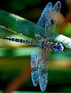 a blue dragonfly sitting on top of a green plant