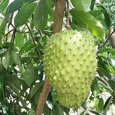 a large green fruit hanging from a tree