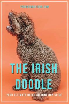 the irish doodle your ultimate breed information guide