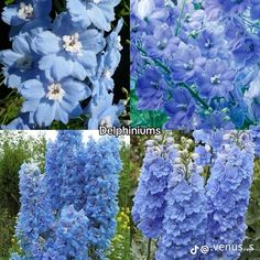 four different types of blue flowers are shown