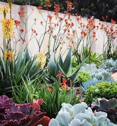 an assortment of succulents and other plants in a garden area next to a wall