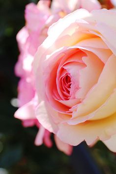 pink and white roses are blooming in the garden