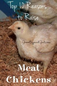 two chickens standing next to each other in a pile of wood shavings with the words top 10 reasons to raise meat chickens