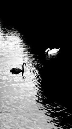 two ducks are swimming in the water near each other and one is black and white