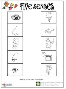 the five senses worksheet for children