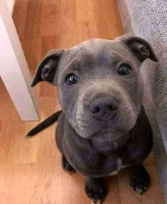 a gray dog sitting on top of a wooden floor next to a white door and looking up at the camera