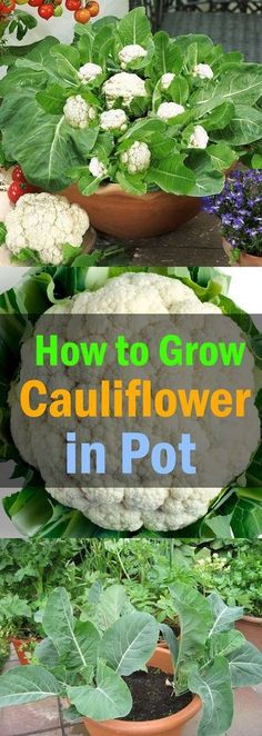 how to grow cauliflower in pot