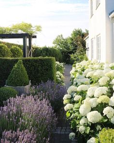 a garden with white and purple flowers next to a house