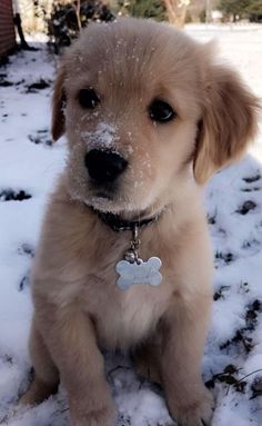 a puppy is sitting in the snow with his paw on it's chest and looking at the camera