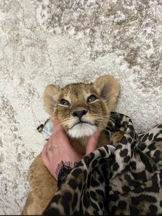 a small lion cub being petted by someone's hand in front of a wall