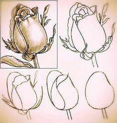 four different types of flowers are shown in this drawing lesson for beginners to learn how to draw roses