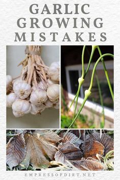 garlic growing misstakes are shown in this book