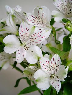 white and red flowers are in a vase