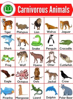 a poster with animals and their names on it's front cover, which includes an image of the words carnivorous animals