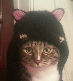 a cat wearing a knitted hat with ears