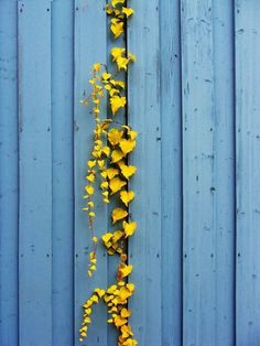 yellow flowers are growing on the side of a blue wall with wood slats in the background