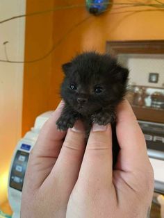 a person holding a small black kitten in their hand