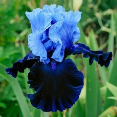 a large blue flower is in the grass