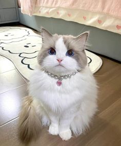 a white and grey cat with blue eyes sitting on the floor in front of a bed