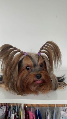 a small brown dog with long hair sitting on top of a white shelf next to clothes