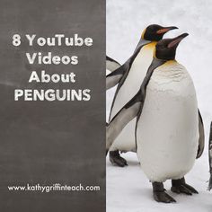 two penguins standing next to each other with the words 8 youtube videos about penguins on them