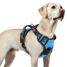 a white dog wearing a blue harness