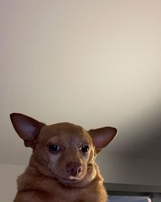 a brown dog sitting on top of a bed next to a white wall and floor