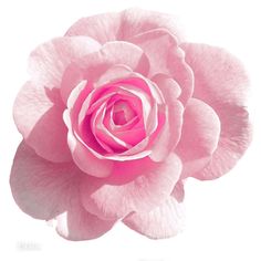 a pink rose is shown on a white background