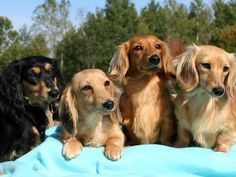 four long haired dogs are sitting together on a blue blanket in front of some trees