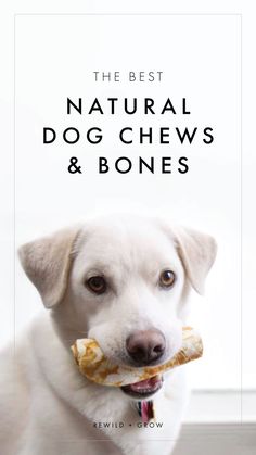 The Best Natural Dog Chews and Bones. Long Lasting Dog Chews Homemade, Dog Chews Homemade, Natural Dog Chews, Vet Medicine, Fennec Fox, Good Bones, Aggressive Dog, Dog Bones