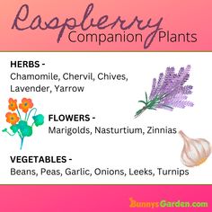 an image of some plants that are labeled in the words raspberry companion plants