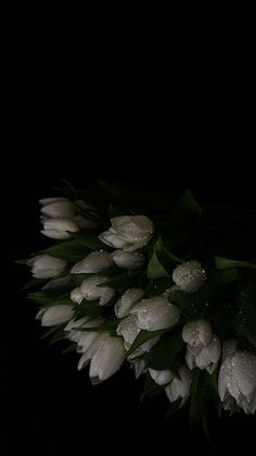 a bouquet of white tulips with water droplets on them, in the dark