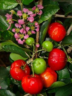 some red and green fruits are hanging from a tree branch with pink flowers in the background