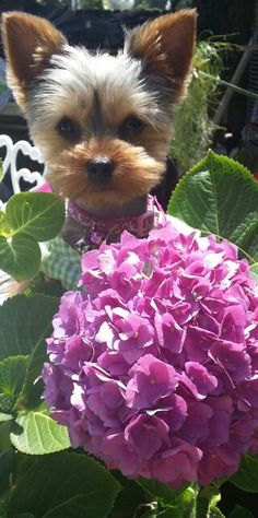 a small dog is sitting on a bench next to a purple hydrangea flower