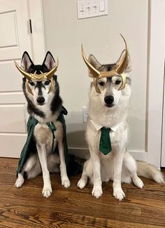 two husky dogs dressed up as loki and loki the wonder dog, both with horns on their heads