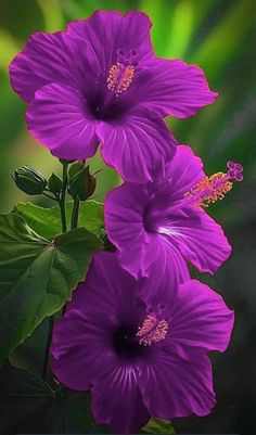 two purple flowers with green leaves in the background