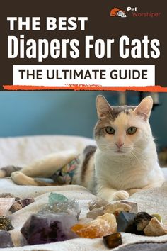 cat diapers Dog Diapers, Choose Wisely, For Cats, Cool Cats, We Need, Animal Lover