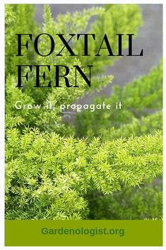 some green plants with the words foxtail fern grow it, propagate it