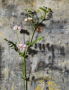 some pink flowers sitting on top of a wooden table next to a concrete wall with peeling paint