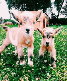 two baby goats are standing in the grass